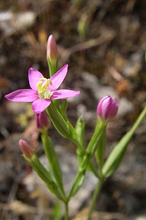 Centaurium spicatum \ hriges Tausendgldenkraut / Spiked Centaury, GR Hymettos 21.5.2008