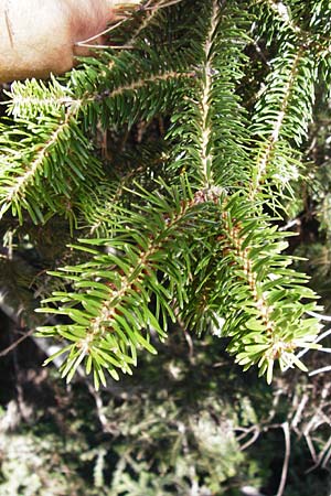 Abies cephalonica \ Griechische Tanne, GR Parnitha 1.9.2014