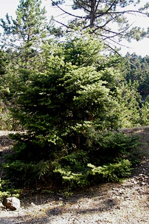 Abies cephalonica \ Griechische Tanne / Grecian Fir, GR Parnitha 1.9.2014