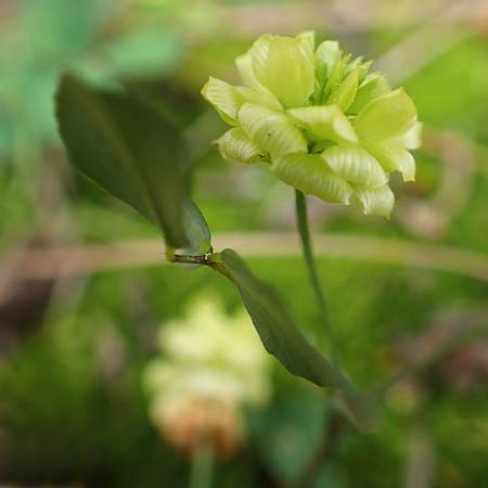 Trifolium boissieri \ Boissiers Klee / Boissier's Clover, GR Athen, Mount Egaleo 10.4.2019