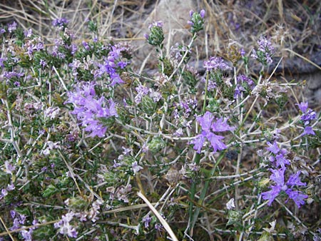 Thymbra capitata \ Kopfiger Thymian, GR Euboea (Evia), Karistos 28.8.2014