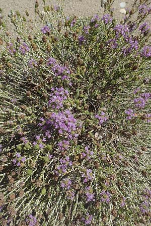 Thymbra capitata \ Kopfiger Thymian, GR Euboea (Evia), Kanatadika 25.8.2017