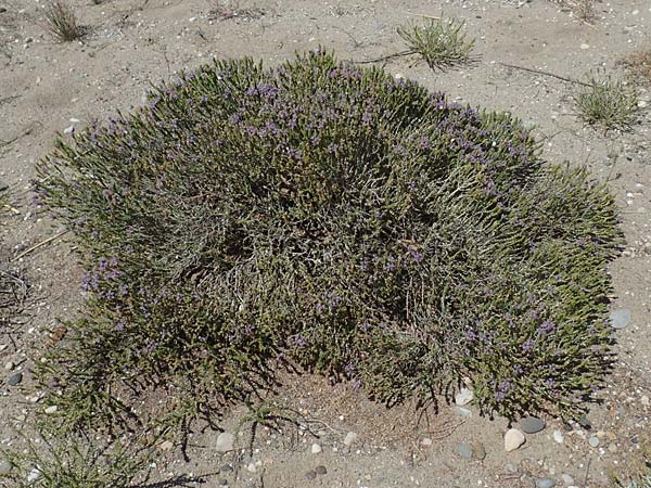 Thymbra capitata \ Kopfiger Thymian, GR Euboea (Evia), Kanatadika 25.8.2017