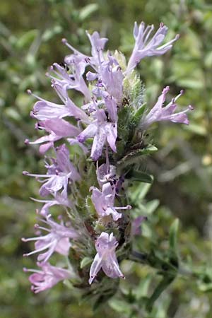 Thymbra capitata \ Kopfiger Thymian, GR Peloponnes, Taygetos, Viros - Schlucht 25.5.2024