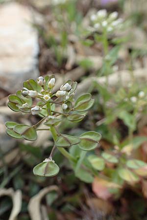 Microthlaspi erraticum \ Schmalschtchen-Hellerkraut / Narrow-Pod Penny-Cress, GR Hymettos 20.3.2019