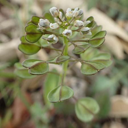 Microthlaspi erraticum \ Schmalschtchen-Hellerkraut / Narrow-Pod Penny-Cress, GR Hymettos 20.3.2019