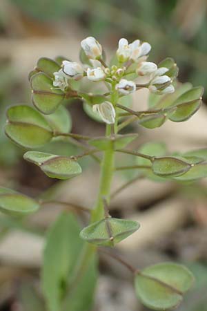 Microthlaspi erraticum \ Schmalschtchen-Hellerkraut / Narrow-Pod Penny-Cress, GR Hymettos 20.3.2019