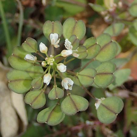 Microthlaspi erraticum \ Schmalschtchen-Hellerkraut / Narrow-Pod Penny-Cress, GR Hymettos 20.3.2019