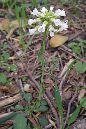 Noccaea graeca \ Griechisches Hellerkraut / Greek Penny-Cress, GR Peloponnes, Kosmas 31.3.2013