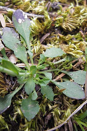 Noccaea graeca \ Griechisches Hellerkraut / Greek Penny-Cress, GR Peloponnes, Kosmas 31.3.2013