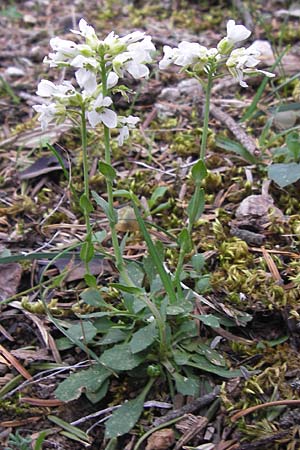 Noccaea graeca \ Griechisches Hellerkraut / Greek Penny-Cress, GR Peloponnes, Kosmas 31.3.2013