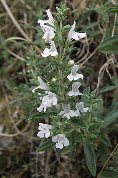 Satureja montana \ Winter-Bohnenkraut, Karst-Bergminze / Winter Savory, GR Zagoria, Vikos - Schlucht / Gorge 26.8.2007