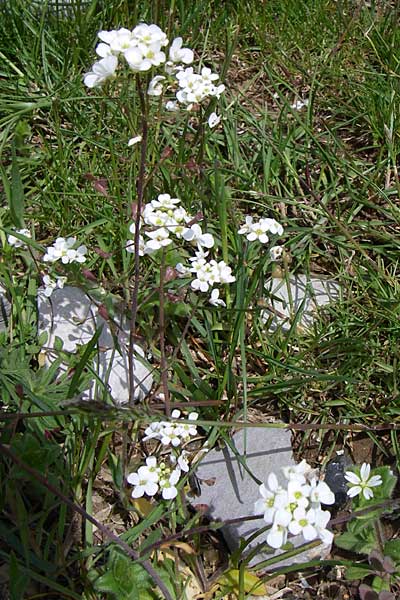 Capsella grandiflora \ Grobltiges Hirtentschel / Large-Flowered Shepherd's Purse, GR Timfi 17.5.2008