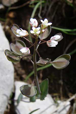 Microthlaspi erraticum \ Schmalschtchen-Hellerkraut / Narrow-Pod Penny-Cress, GR Timfi 17.5.2008