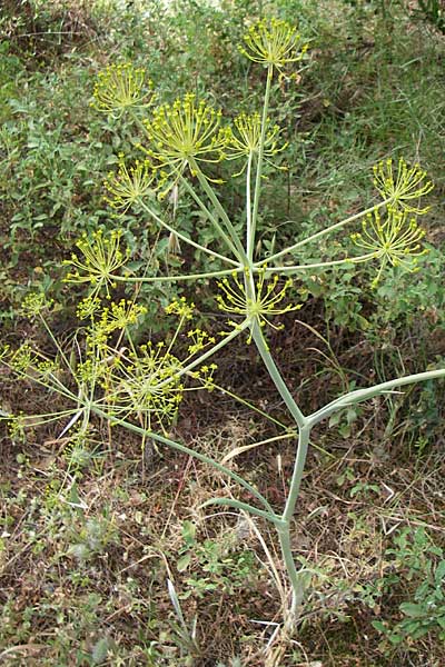 Thapsia garganica \ Gargano-Purgierdolde / Italian Thapsia, GR Hymettos 21.5.2008