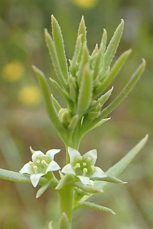 Thesium humile \ Niedriger Bergflachs / Field Bastard Bastard Toadflax, GR Athen, Mount Egaleo 10.4.2019