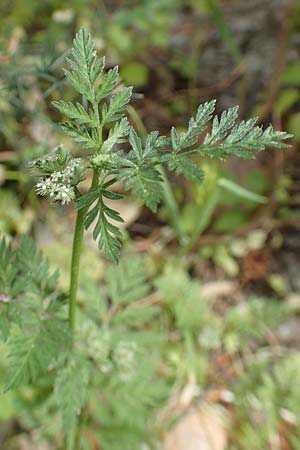 Torilis nodosa \ Knotiger Klettenkerbel / Knotted Hedge Parsley, GR Athen, Mount Egaleo 10.4.2019