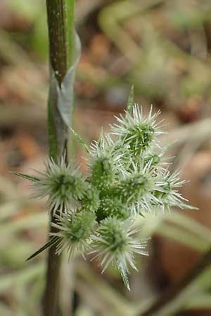 Torilis nodosa \ Knotiger Klettenkerbel / Knotted Hedge Parsley, GR Athen, Mount Egaleo 10.4.2019