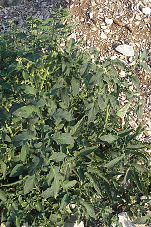 Solanum lycopersicum \ Tomate, GR Joannina 25.8.2007