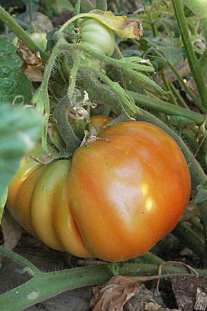 Solanum lycopersicum \ Tomate, GR Joannina 25.8.2007