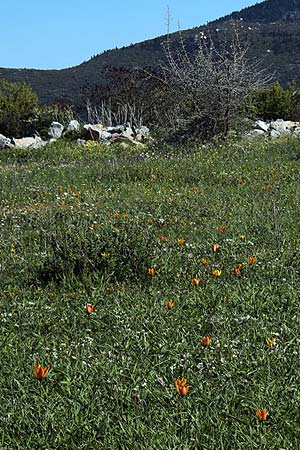 Tulipa orphanidea / Orphanides Tulip, GR Pigadi 3.4.2018 (Photo: Uwe & Katja Grabner)