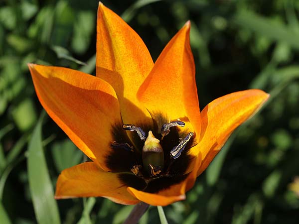 Tulipa orphanidea \ Orphanides-Tulpe / Orphanides Tulip, GR Pigadi 3.4.2018 (Photo: Uwe & Katja Grabner)