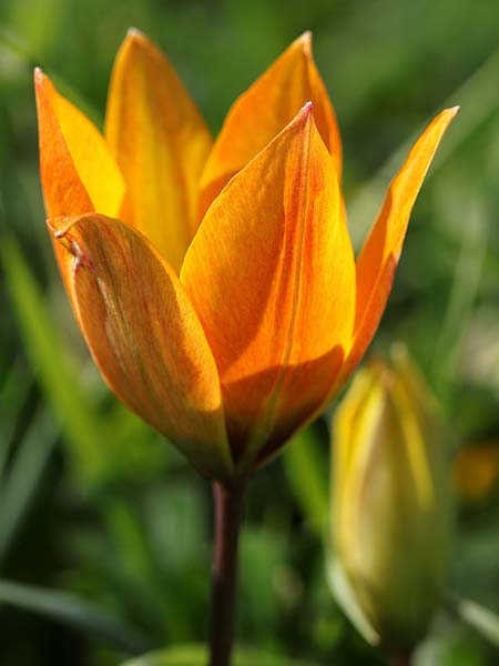 Tulipa orphanidea \ Orphanides-Tulpe / Orphanides Tulip, GR Pigadi 3.4.2018 (Photo: Uwe & Katja Grabner)