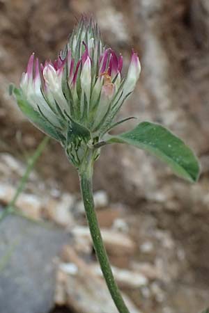 Trifolium stellatum \ Stern-Klee / Starry Clover, GR Peloponnes, Taygetos 27.5.2024