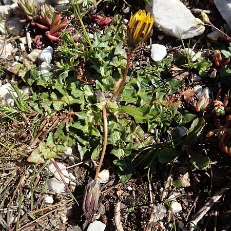 Taraxacum sect. Scariosa / Membranous Dandelion, GR Parnitha 22.3.2019