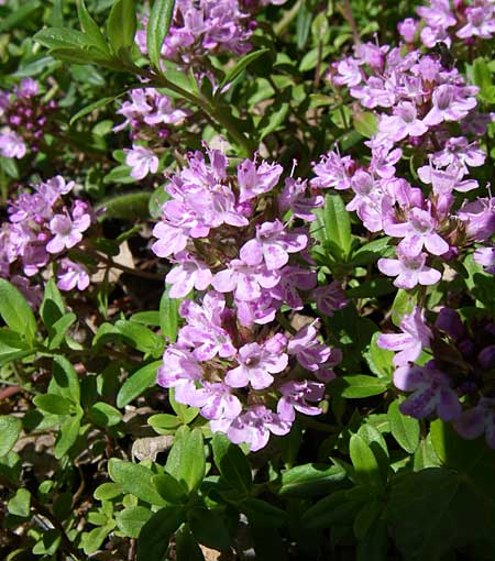 Thymus longicaulis \ Kaskaden-Thymian, Langstngeliger Thymian, GR Zagoria, Vikos - Schlucht 15.5.2008