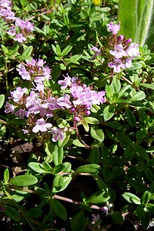 Thymus longicaulis \ Kaskaden-Thymian, Langstngeliger Thymian / Thyme, GR Zagoria, Vikos - Schlucht / Gorge 15.5.2008