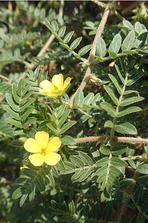 Tribulus terrestris \ Erd-Burzeldorn, GR Euboea (Evia), Neos Pirgos 26.8.2017