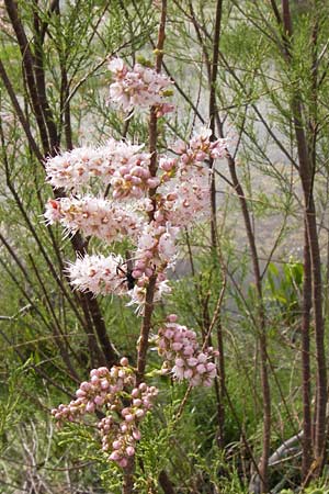 Tamarix smyrnensis \ Smyrna-Tamariske / Smyrna Tamarisk, GR Peloponnes, Strofilia-Wald bei Kalogria / Peloponnese, Strofilia Forest near Kalogria 27.3.2013