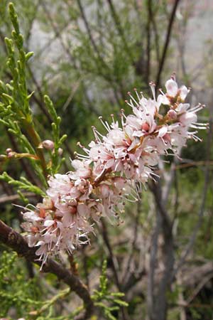 Tamarix smyrnensis \ Smyrna-Tamariske / Smyrna Tamarisk, GR Peloponnes, Strofilia-Wald bei Kalogria / Peloponnese, Strofilia Forest near Kalogria 27.3.2013