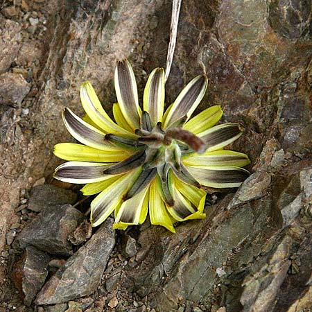 Taraxacum sect. Scariosa \ Membran-Lwenzahn / Membranous Dandelion, GR Akrokorinth 3.10.2014 (Photo: Gisela Nikolopoulou)