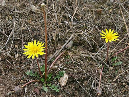 Taraxacum sect. Scariosa / Membranous Dandelion, GR Akrokorinth 3.10.2014 (Photo: Gisela Nikolopoulou)