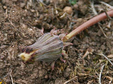 Taraxacum sect. Scariosa \ Membran-Lwenzahn, GR Akrokorinth 3.10.2014 (Photo: Gisela Nikolopoulou)