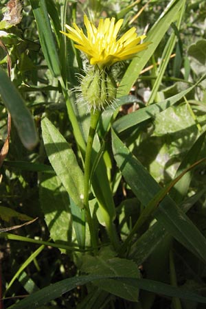 Urospermum picroides \ Bitterkraut-Schwefelkpfchen, GR Peloponnes, Monemvasia 31.3.2013