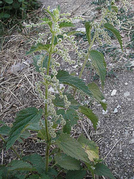 Urtica dioica \ Brenn-Nessel, GR Zagoria, Monodendri 26.8.2007