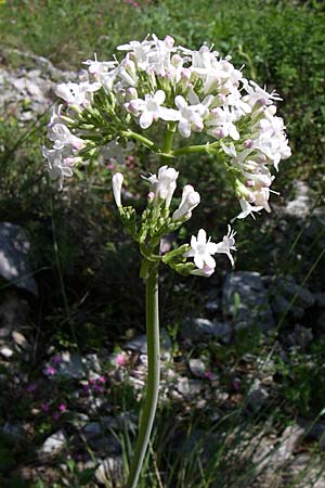 Valeriana dioscoridis \ Dioskorides-Baldrian / Dioscoridis Valerian, GR Zagoria, Vikos - Schlucht / Gorge 15.5.2008