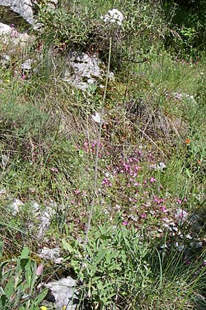 Valeriana dioscoridis \ Dioskorides-Baldrian / Dioscoridis Valerian, GR Zagoria, Vikos - Schlucht / Gorge 15.5.2008