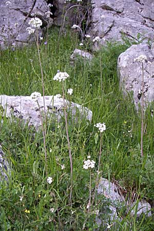Valeriana dioscoridis \ Dioskorides-Baldrian / Dioscoridis Valerian, GR Zagoria, Monodendri 15.5.2008