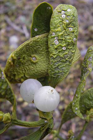 Viscum album subsp. abietis / White Mistletoe, Dwarf Mistletoe, GR Peloponnes, Kosmas 31.3.2013