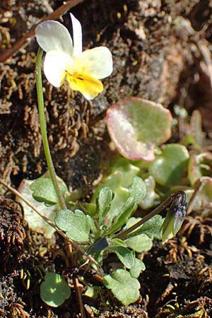 Viola arvensis \ Acker-Stiefmtterchen / Field Pansy, GR Parnitha 22.3.2019