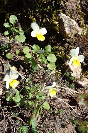 Viola arvensis / Field Pansy, GR Parnitha 22.3.2019