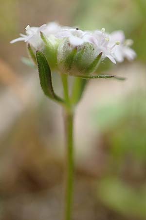 Valerianella vesicaria / Bladder Corn Salad, GR Athen, Mount Egaleo 10.4.2019