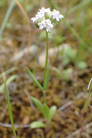 Valerianella vesicaria \ Blasen-Feld-Salat / Bladder Corn Salad, GR Athen, Mount Egaleo 10.4.2019