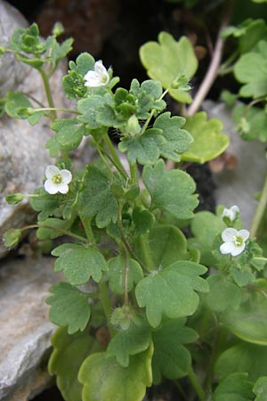 Veronica cymbalaria \ Zymbelkraut-Ehrenpreis, GR Parnitha 22.5.2008