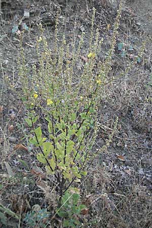 Verbascum lychnitis \ Mehlige Knigskerze / White Mullein, GR Joannina 25.8.2007