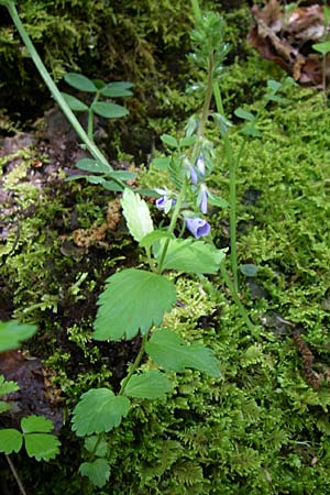 Veronica chamaedrys subsp. vindobonensis \ Wiener Gamander-Ehrenpreis / Vienna Germander Speedwell, GR Zagoria, Vikos - Schlucht / Gorge 15.5.2008